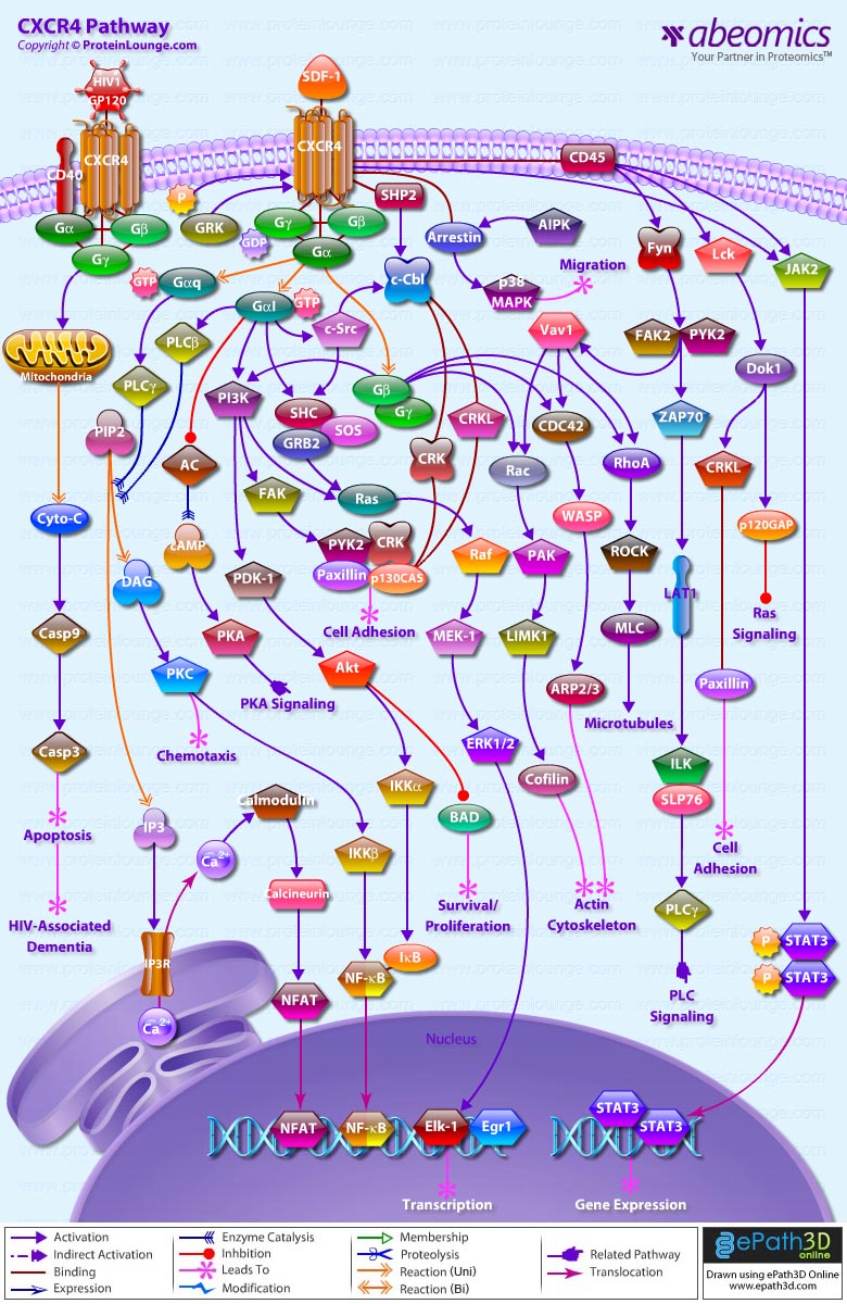 Cxcr4 Pathway